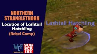 Location of Lashtail Hatchling | Rebel Camp (Northern Stranglethorn) | WoW World of Warcraft