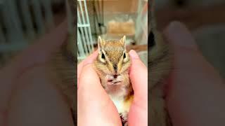 cuteness overloaded#cute squirrel#shorts#jk beauty