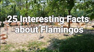 25 Interesting Facts about Flamingos