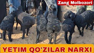 SURXONDARYO MUZRABOT ZANG MOLBOZORI QO'Y QO'ZI QO'CHQOR NARXLARI 20.01.2024