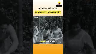 Cú lừa của nhà đài BBC: Mì Spaghetti mọc trên cây