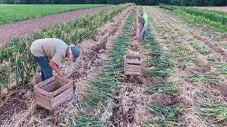 Organic No-Till Garlic