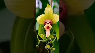 #lovelyorchid#orchidlower#flowerlover#shortvideo #dristirekha