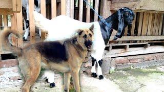 goat and dog mating in the yard