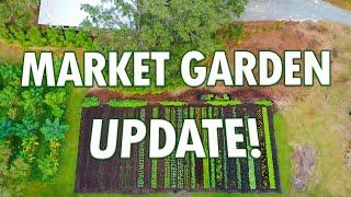 Market Garden Success @ Sandhill Farm! (Fall Update)