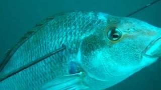 Spearfishing a 5.5 kg Natal Bank Steenbras in Algoa Bay, South Africa