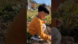 Countryside harvesting sweet potato #shorts #korea #countryside #satisfying