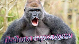 Поднял триллион в Bot Gorilla за 1 минуту