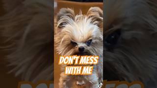 #3 Is Defending What! | Top 5 Angriest Puppies Ever 