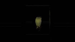 SCP-1049 - Сова-костоед