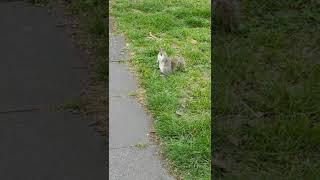 [PointFOOTAGE] Animals - rodents squirrel grey in grass park - Vertical XLS - 4193517