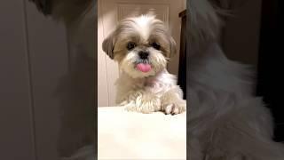 Cutest shihtzu dog waiting for treats  shihtzu dog #shihtzu #dog