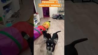 дрессировка собак #чихуахуа #собачки #обучение