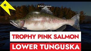 RF4 - RUSSIAN FISHING 4 - TROPHY PINK SALMON - LOWER TUNGUSKA