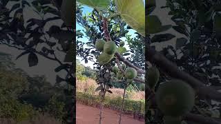 pé de figo #frutas#nature#agro#plantas#vidanaroça#sítio#plants#rafaela Costa