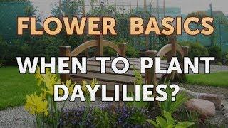 When to Plant Daylilies?