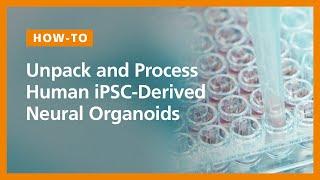 How To Unpack and Process Human iPSC-Derived Neural Organoids