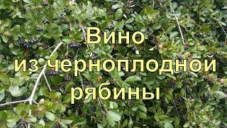 Вино из черноплодной рябины в домашних условиях. Рецепт и сам процесс.