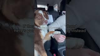 This is your sign to get a dog  #australianshepherd #dogs #dogshorts