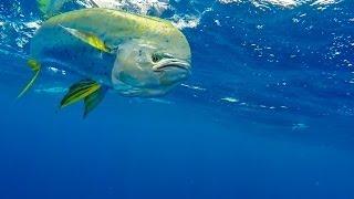 HD Gopro: Pesca de Marlin y Dorado en Puerto Rico - Mareja