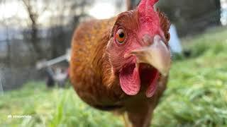 Morning Chicken Cam 3/25/21