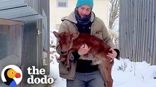 Rescued Baby Cow's First Friends Are Two Huge Puppies | The Dodo