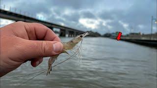 Using LIVE SHRIMP to Catch The BEST Tasting INSHORE Fish!! {CATCH AND COOK}