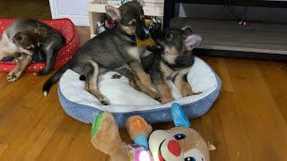 Shepsky Puppies | Nine Weeks Old