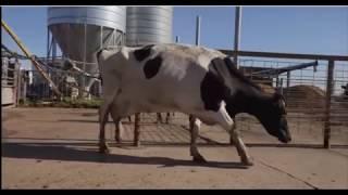 Lameness in Cattle (Farm Animals) 1 - Veterinary Medicine, White Board Tutorial