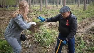 11 мая 2019 ; Нарофоминский городской округ ; Акция «Лес Победы»