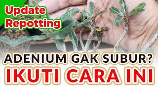 UPDATE Adenium Yang Gak Subur ? ini dia perkembangannya #kumbang #adenium #adeniumlovers