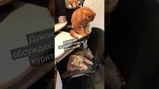 #смешнойкот #филя #юмор #кот #котики #филимон #смех #шутка #отдых #свобода #хорошеенастроение