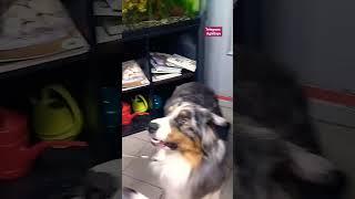 Полное видео уже на канале  #юмор #собака #животные #милота #прикол