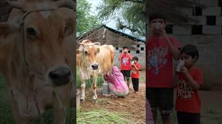 गाँव की Desi Life And Cow  Milk  Motivational Story #shorts #villagelife #cow #viral