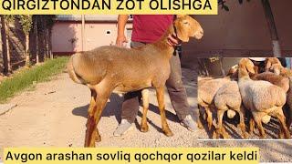  QIRGIZTONDAN ZOT YONALISHIGA AVGON ARASHAN QOZILAR GOSHT YONALISHIGA EDILBAY QOZILAR KELDI