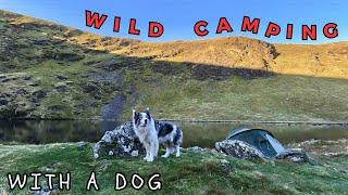 BACKPACKING WITH A DOG - Bowscale Tarn LAKE DISTRICT UK - Wild Camping