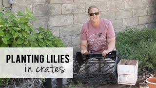 Planting Lilies in Crates