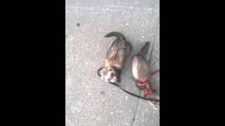 Ferrets Hit The Streets