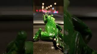 "Unusually Beautiful Traveler Frog in a Tunnel"