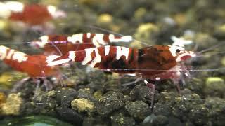 Аквариумные креветки Нанаши Пинто тигр класса S Pinto tiger Grade-S (Red) Nanashi Pinto Shrimp