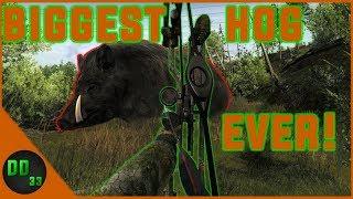 Bow Hunting the BIGGEST HOG I've Ever Seen!! (LEADERBOARDS) TheHunter Classic 2019