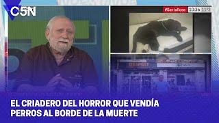 El CRIADERO DEL HORROR que VENDÍA PERROS AL BORDE DE LA MUERTE