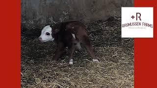 Mini Hereford calf has sticky poop