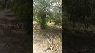 Ngintip orang mesum di kebun sawit