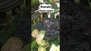 Emerald ripple pepper