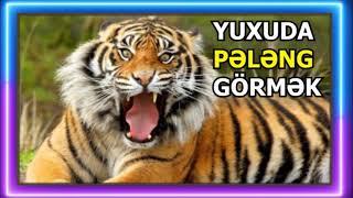 pələng yuxu yozma - yuxuda peleng gormek