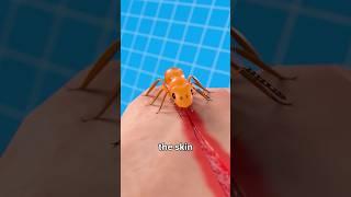 Using Ants to Heal Wound