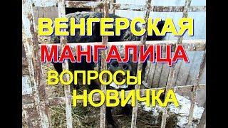 Венгерская мангалица (вопросы новичка)