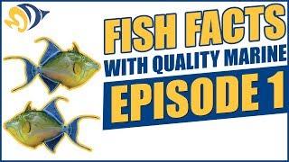 Fish Facts with Quality Marine, Episode 1 - Reef Safe Triggerfish