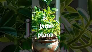Money attracting plants l #youtubeshorts #wealthandabundance #moneymanifestation #viral #elevateyou